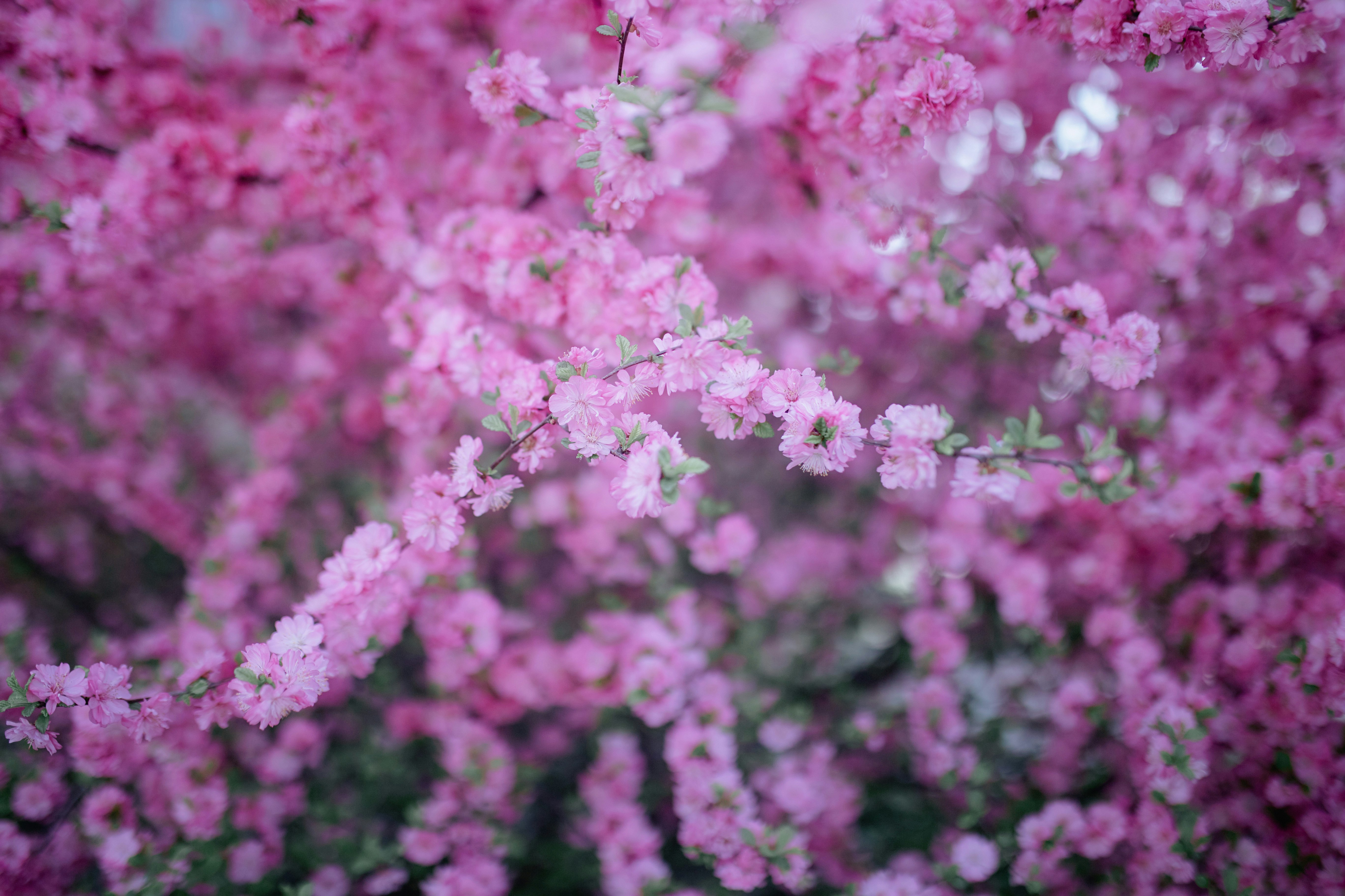 pink cherry blossom in close up photography